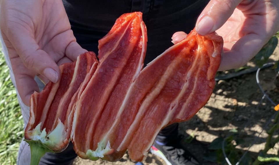 Seedless Capsicum 'Peppi Cornissimo' (PanAmerican Seed)