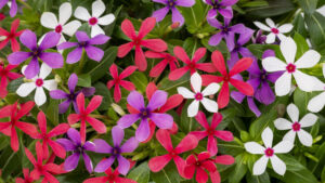 Soiree Kawaii Lady Liberty