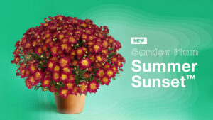 Summer Sunset™ Garden Mums