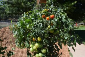 Tomato 'Red Profusion' (Syngenta)