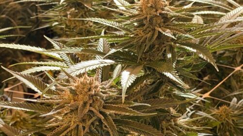 The DNA of Cannabis Cultivar Selection