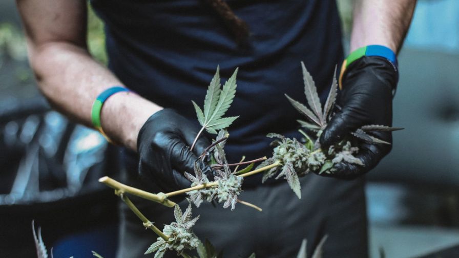 Five Cannabis Trimming Options to Consider - Greenhouse Grower
