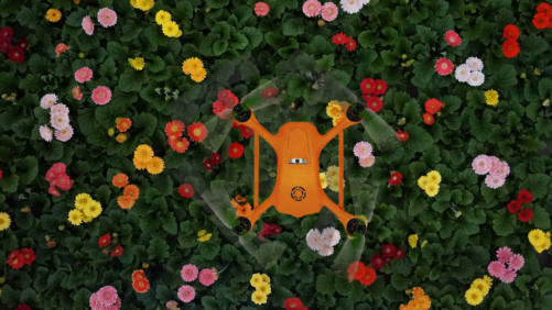Learning Opportunity: Drone Application in Cut Flower Production