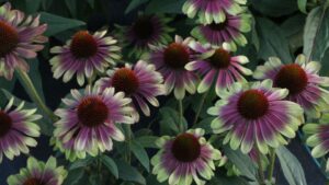 How Echinaceas Became an American Horticulture Success Story