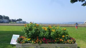 Massachusetts-Based Community Nets AAS Showcase Garden Prize