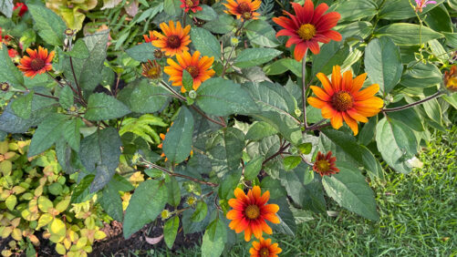 Let’s Celebrate the Plants That Overcome the Obstacles