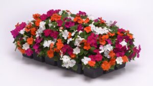 Beacon Impatiens Sales to Benefit Multiple Sclerosis Charities in 2024
