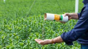 How Supplemental Feeding of Predatory Mites Keeps Populations High