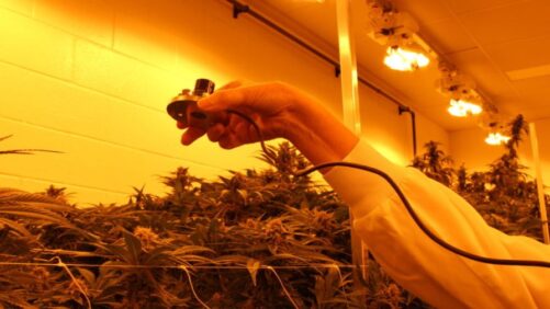 Ways to Ensure High Yields and Crop Productivity With HPS Lighting