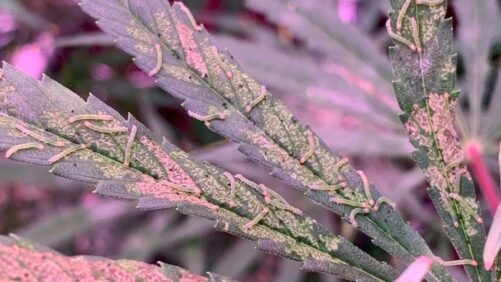 Managing Lepidotera Pests in Cannabis