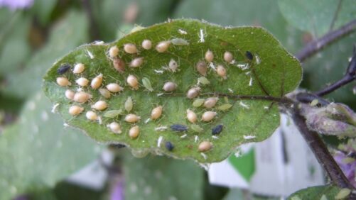 Greenhouse Pest Scouting Advice You Can Use Today