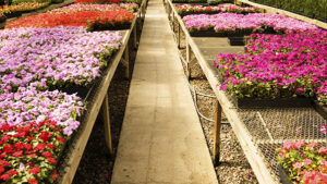 Identifying causes of root diseases and preventing them