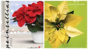 New Poinsettia Resources to Help You Plan for the 2022 Holiday Season