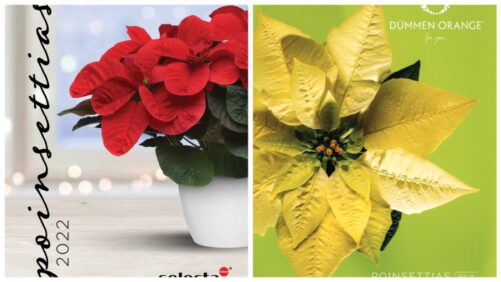 New Poinsettia Resources to Help You Plan for the 2022 Holiday Season