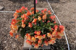 Begonia 'I'conia Portofino Scentiment Peachy Keen' (Dümmen Orange)