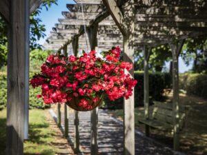 Begonia ‘Viking Explorer Rose on Green’ (Sakata Ornamentals)