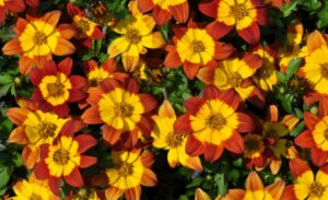 Best New Variety: Bidens 'Brazen Imperial Luck' (Syngenta Flowers)
