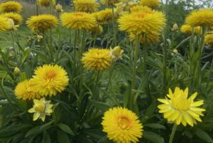 Bracteantha 'Granvia Gold' (Suntory Flowers)
