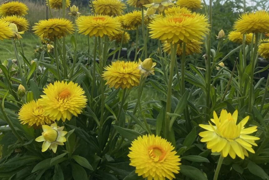 Bracteantha 'Granvia Gold' (Suntory Flowers)