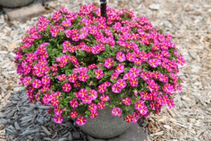 Calibrachoa 'Colibri Pink Bling' (Danziger)