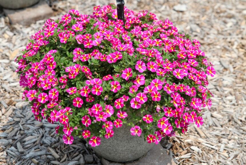 Calibrachoa 'Colibri Pink Bling' (Danziger)