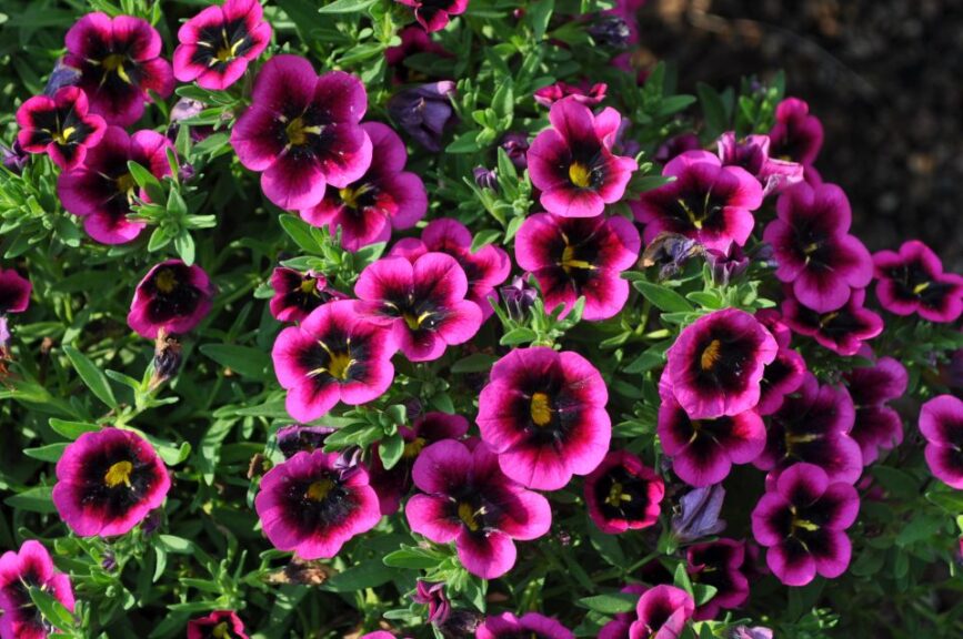 Calibrachoa 'Cabaret Good Night Kiss' (Ball FloraPlant)