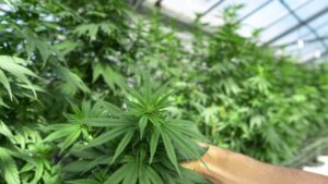 Overcoming Odor: Challenges Facing Cannabis Greenhouse Growers