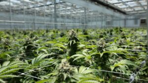 Grower-Research Partnership to Focus on Crop Steering in Cannabis