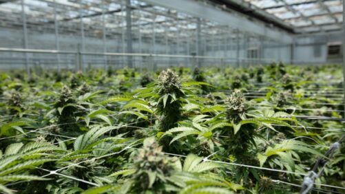 Grower-Research Partnership to Focus on Crop Steering in Cannabis