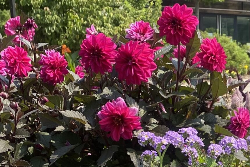 Dahlia 'City Lights Neon' (Selecta One)
