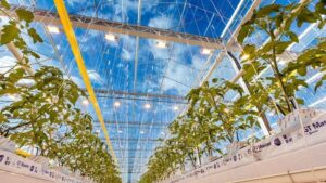 De Ruiter to Evaluate Greenhouse Cucumbers for Commercial Production