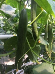 English Cucumber Georgia (Bayer)