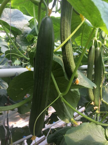 English Cucumber Georgia (Bayer)