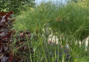 Cyperus 'Graceful Grasses Prince Tut' (Proven Winners)