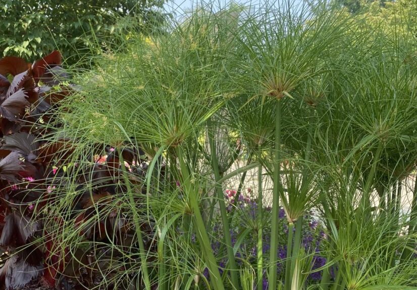 Cyperus 'Graceful Grasses Prince Tut' (Proven Winners)