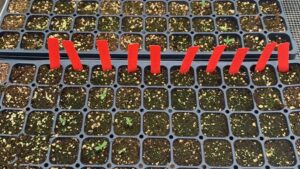 Expert Advice on Getting the Most Out of Your Growing Media