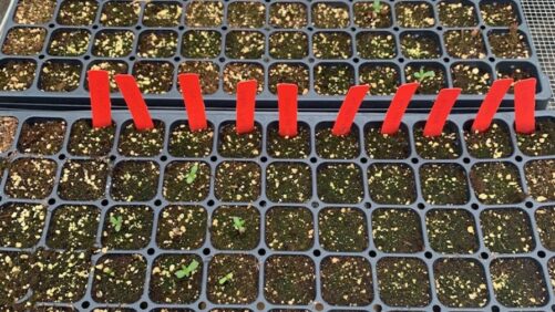 Expert Advice on Getting the Most Out of Your Growing Media