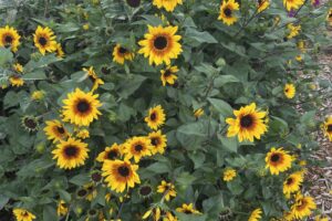 Helianthus 'Sunbelievable Brown-Eyed Girl' (Thompson and Morgan)