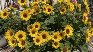 Why 2021 Was Top Notch for Mast Young Plants’ Field Trials