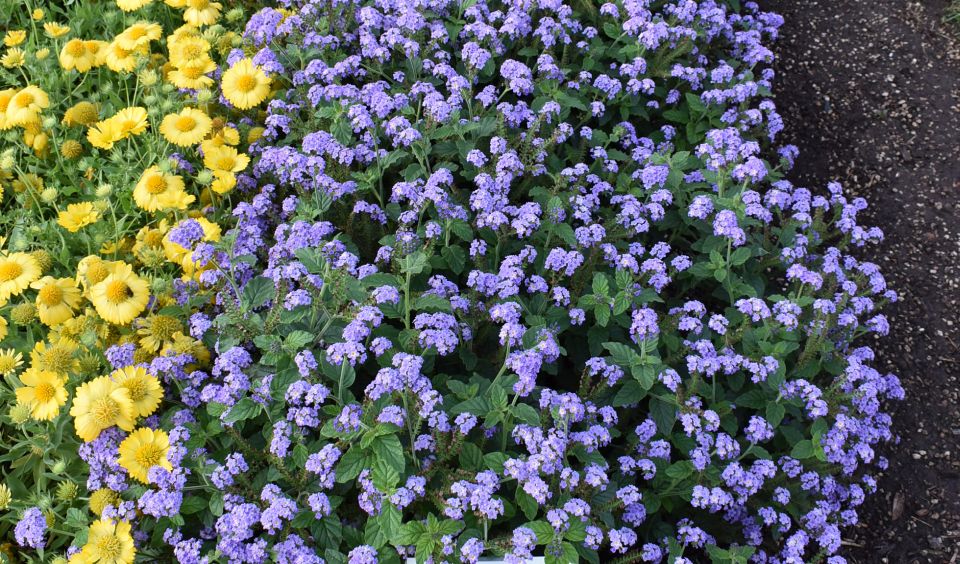Best Novelty: Heliotropium 'Augusta Lavender' (Proven Winners)