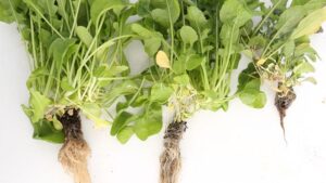 New Guide Offers Advice on Plant Nutrition in Hydroponic Production