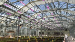 Learning Opportunity: Balancing Cost, Performance, and Quality in Greenhouse Lighting