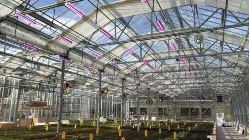 How New Horticulture Lighting Requirements Can Help Growers Save Money