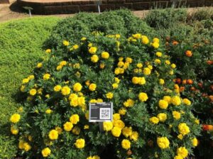 Tagetes 'Endurance Yellow' (Syngenta Flowers)