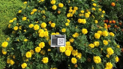 Metrolina Greenhouses 2021 Field Trials