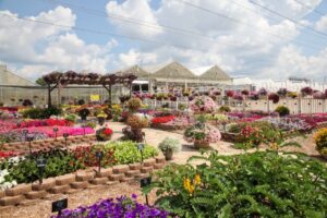 Trial Gardens at Mast Young Plants