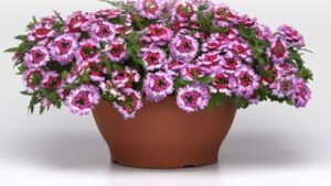 Plant Brokers Enhance Vendor Focus With New Vendor Management Department