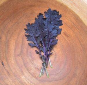 Mustard Miz America (Sakata)