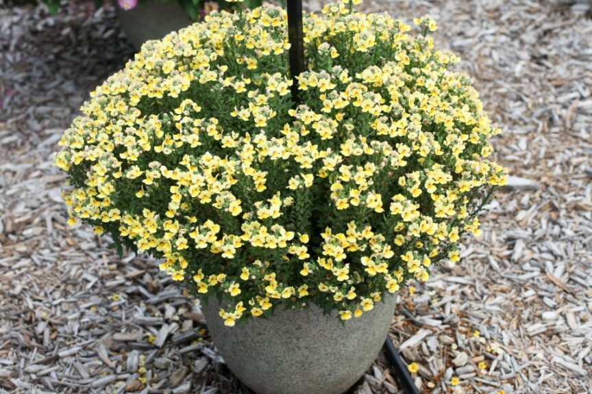 Nemesia 'Nesia Inca' (Danziger)