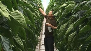 Video of the Week: How Biocontrol Failures Happen